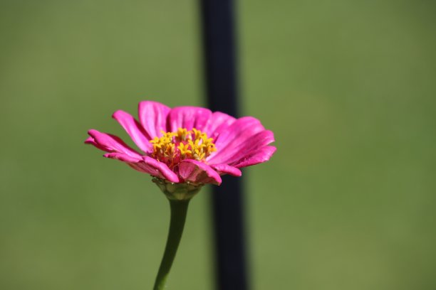 百日菊特写