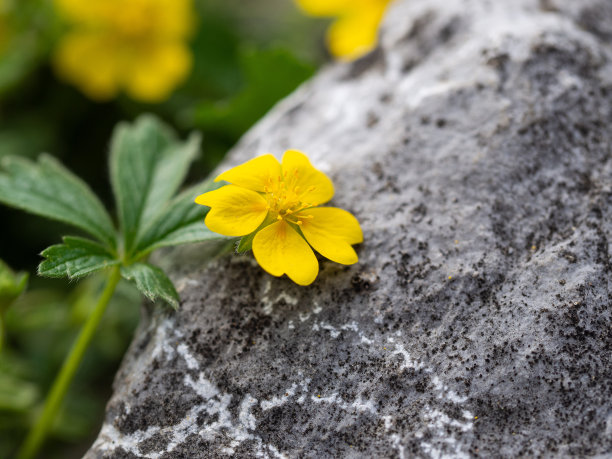 野花与石头