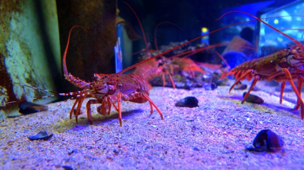 高档餐厅龙虾