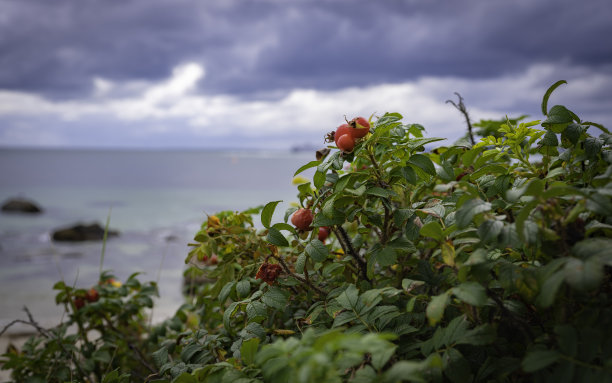 玫瑰花海