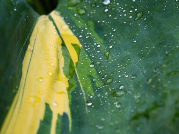 下雨天小黄花