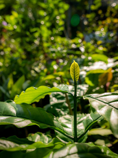 热带雨林绿叶印花