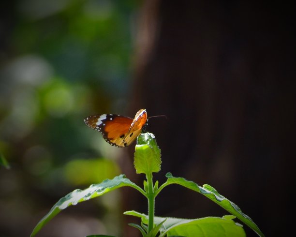 小虫子与花