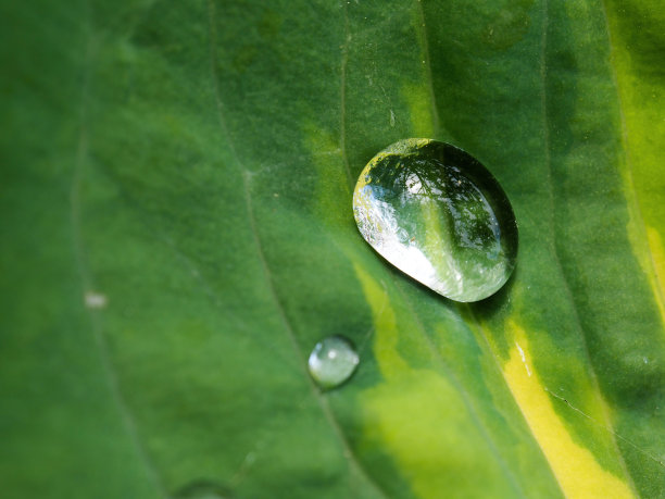 树叶纹水珠