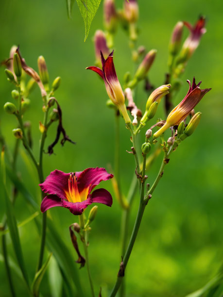 百合花绽放