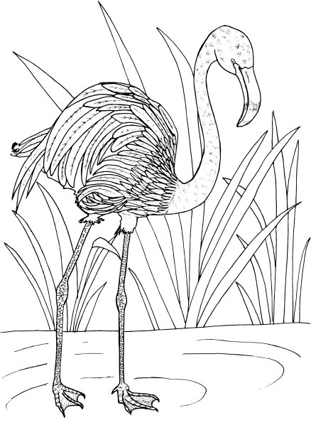 热带火烈鸟印花图案