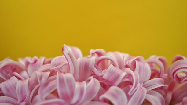 风信子 花卉 粉色