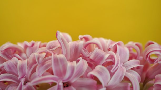 粉色风信子,花卉,鲜花