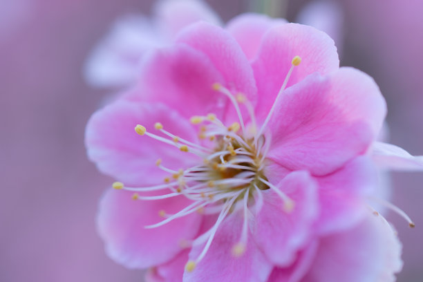 梅花装饰壁纸