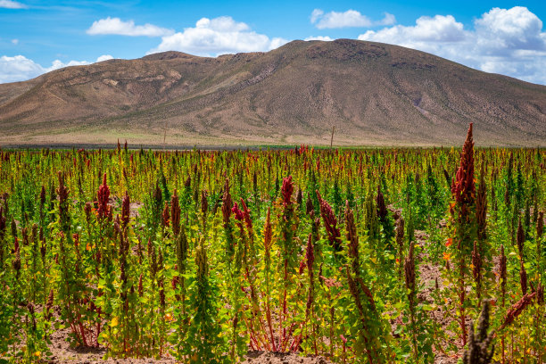 火山植物