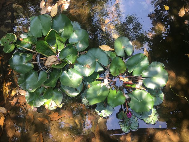 莲花果实