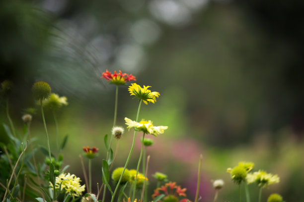 四季花