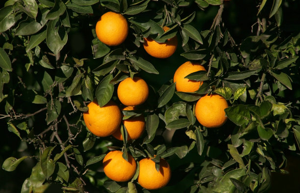 橘子叶子