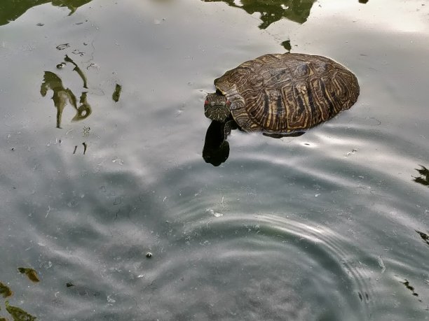 池塘,肮脏的,海龟