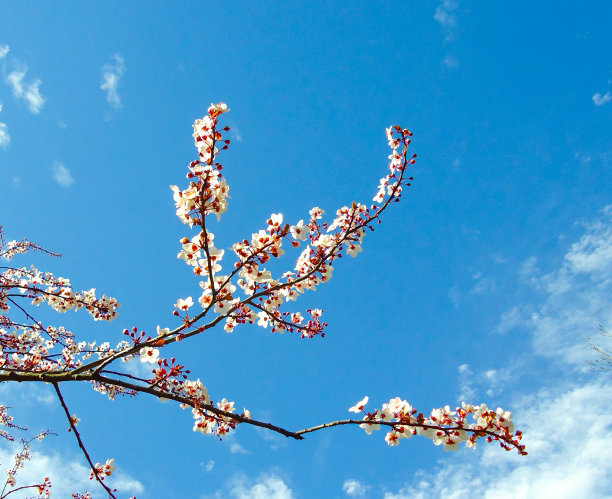 高清春天绚丽粉红色樱花实拍