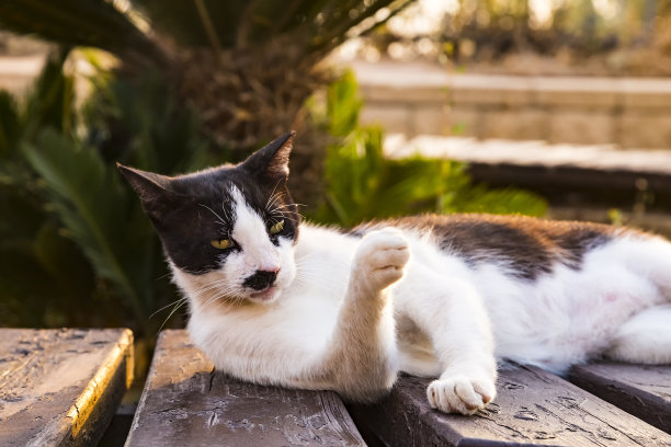 一只白色的流浪猫