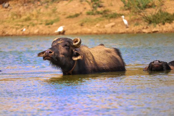 湖边的牛