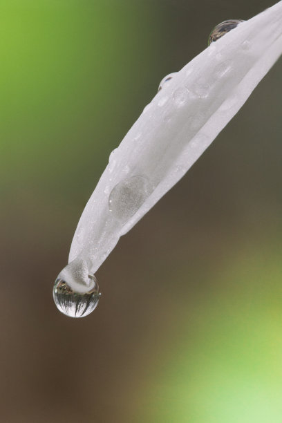 草与露水特写