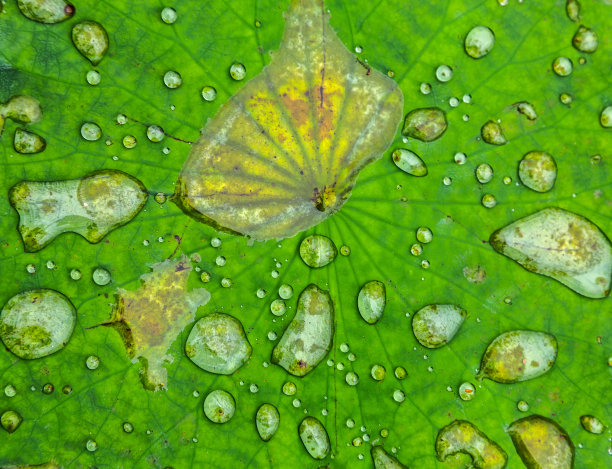 水生草本植物