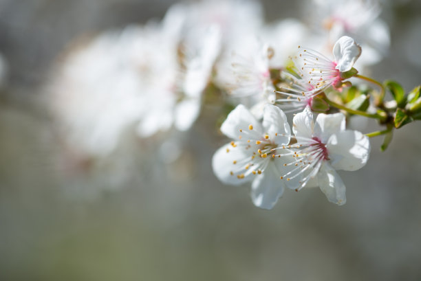 枇杷花