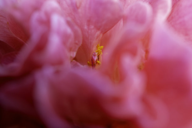 茶花特写