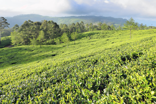 茶园风光生态茶园