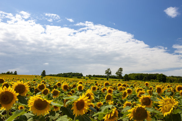 向日葵田户外