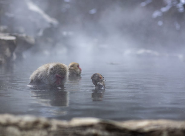 小猴子泡温泉