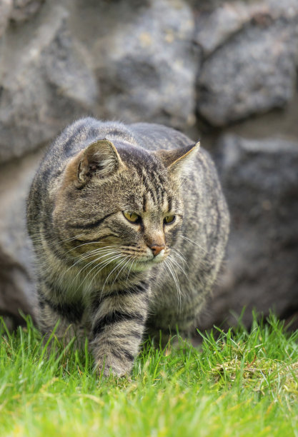 猫须草