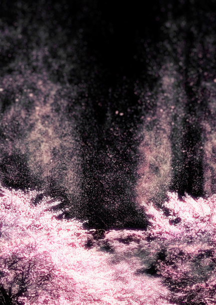 紫色梦幻森林