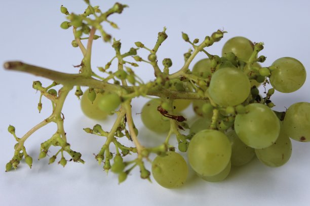 果园鲜葡萄