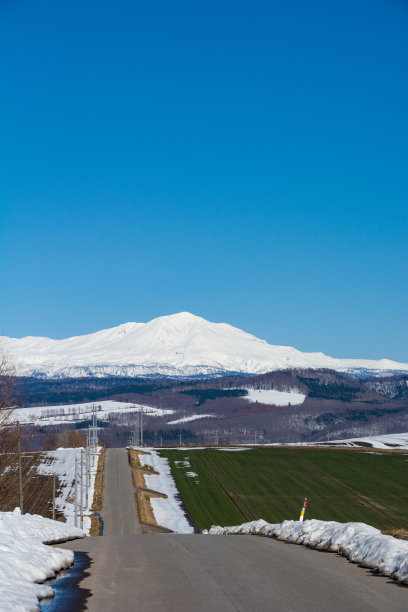 雪地小麦苗