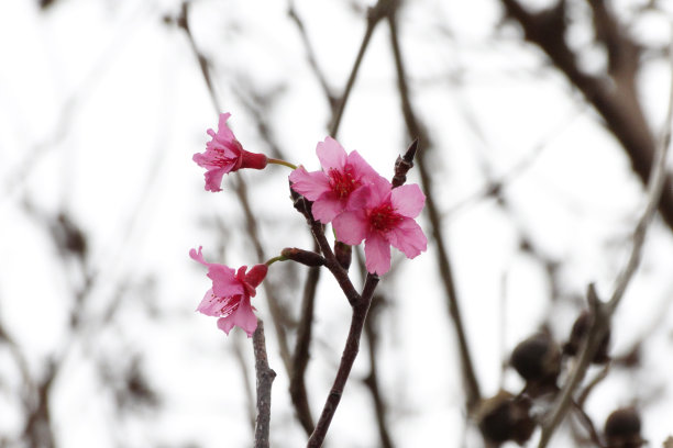 香港樱花