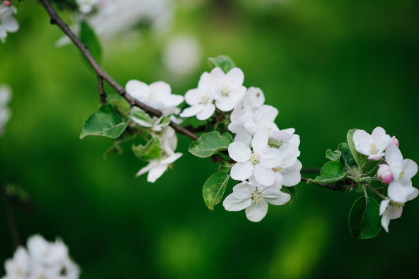 图案与苹果花