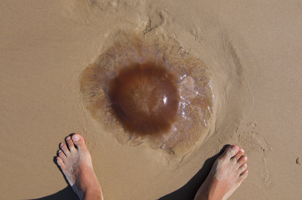 巨型水母