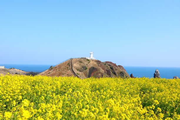 高清樱花树林