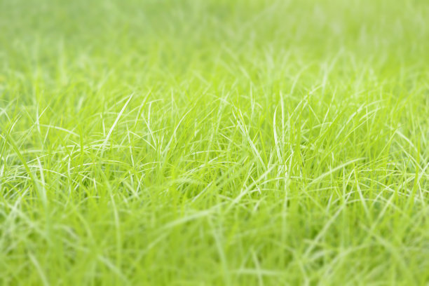 草地绿叶露水植物背景