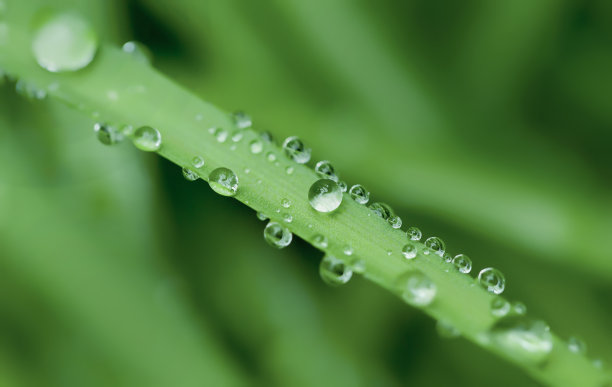 草地绿叶露水植物背景