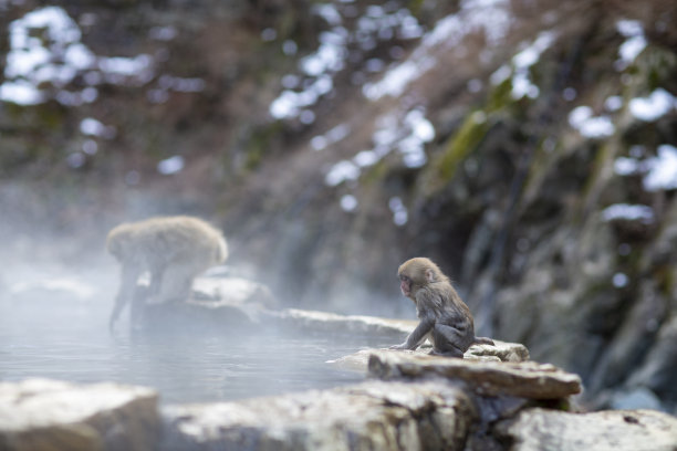 小猴子泡温泉