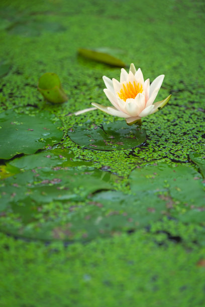 池塘中的莲花叶