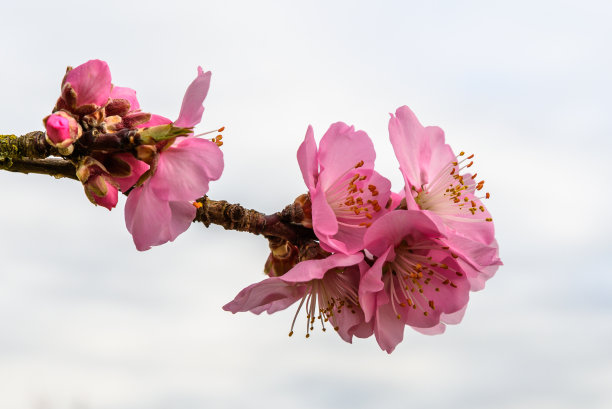 开花的树