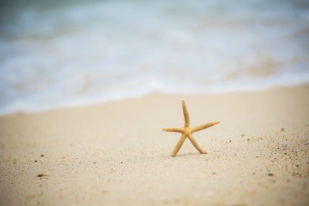 夏日沙滩上的贝壳海星