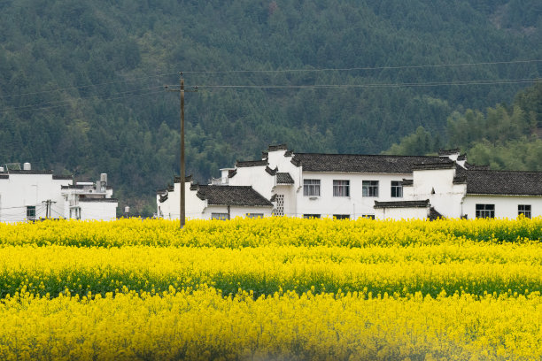 婺源油菜花风景