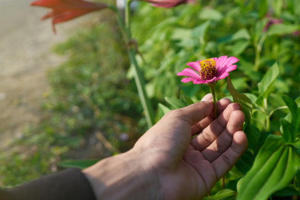 花朵姿态