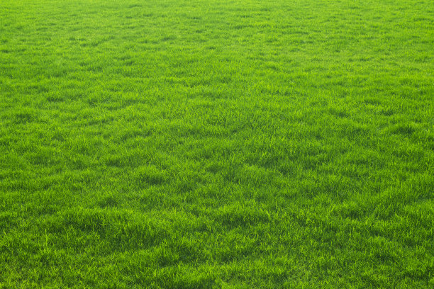 地面 草坪