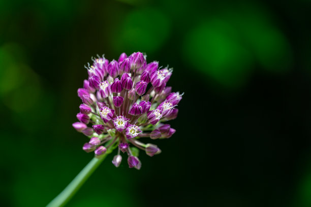 粉色花朵春季春暖花开设计素材