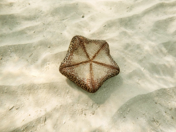 夏日沙滩上的贝壳海星