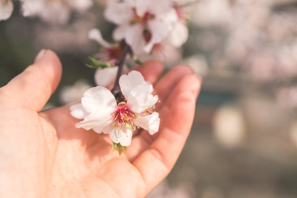 樱花写真