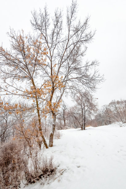 小雪清爽