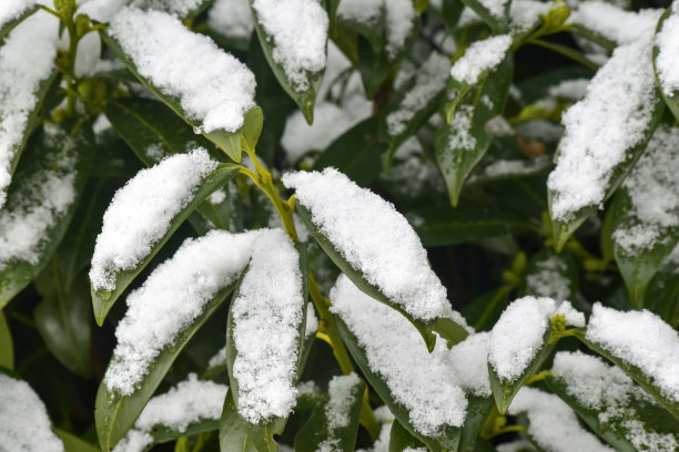 秋分霜降小雪冬大寒